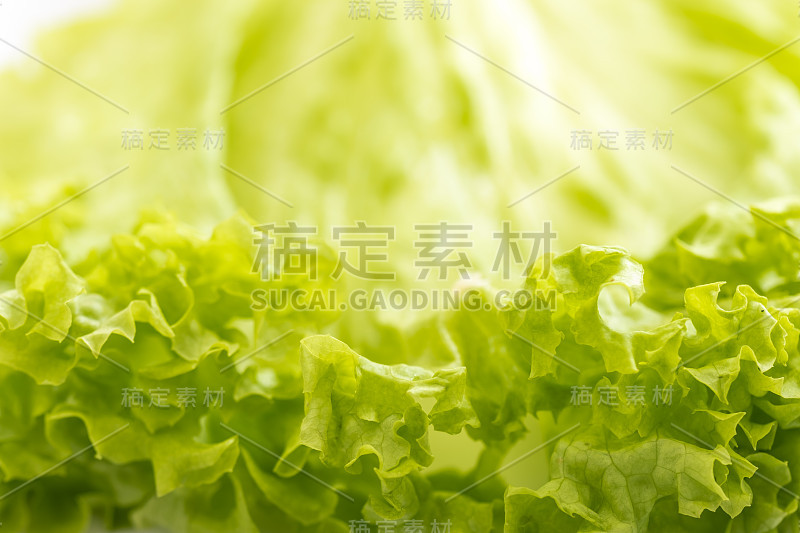 美丽的本土绿色生菜叶特写细节视图