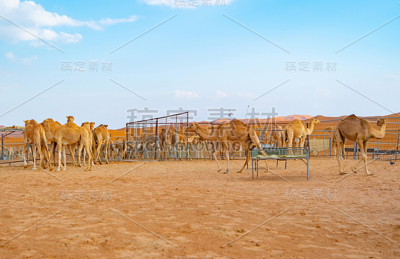 阿拉伯联合酋长国迪拜的夏季沙漠探险，蓝天背景下的阿拉伯骆驼或单峰驼群。野生哺乳动物的动物。