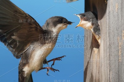 树燕喂养婴儿