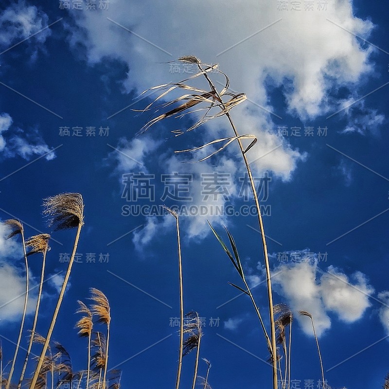 芦苇在风中摇摆，蓝色多云的天空为背景