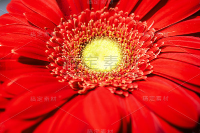 红色非洲菊花特写