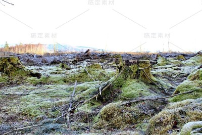 冷淡的森林砍伐