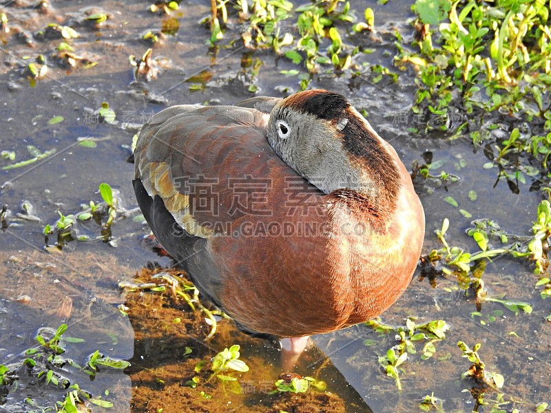 黑腹鸣叫鸭(Dendrocygna autumnalis) -头藏在它的背后的羽毛