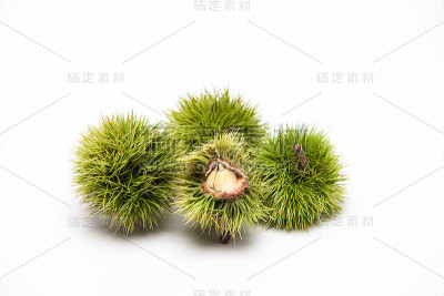 开绿色的栗子上有白色的