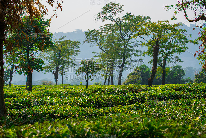 绿茶芽和新鲜的叶子。茶园。