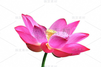 粉红色的莲花