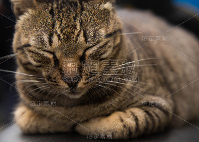 可爱的猫在睡觉时间的特写