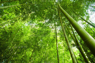 竹林