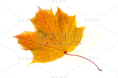 秋天的枫叶
