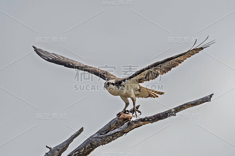 鱼鹰或更具体地说，西方鱼鹰(Pandion haliaetus)——也被称为海鹰、河鹰和鱼鹰——是一