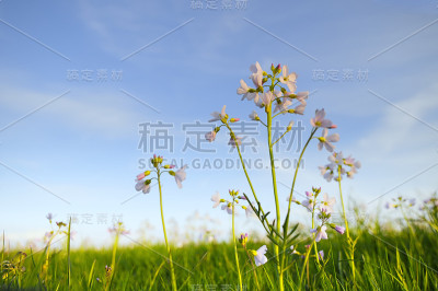 布谷鸟花
