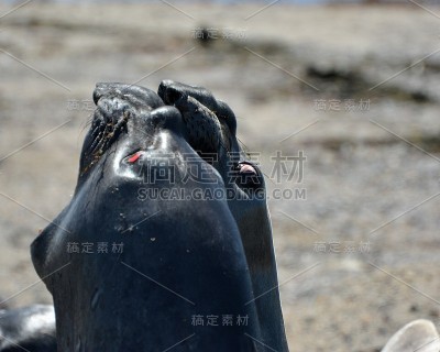 海象对阵阿根廷