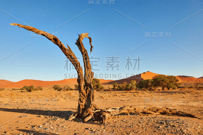 \沙漠中的一棵枯树。