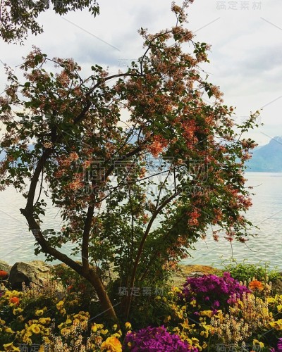 树开花