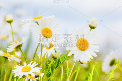 洋甘菊在花