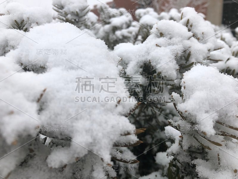 布什的雪