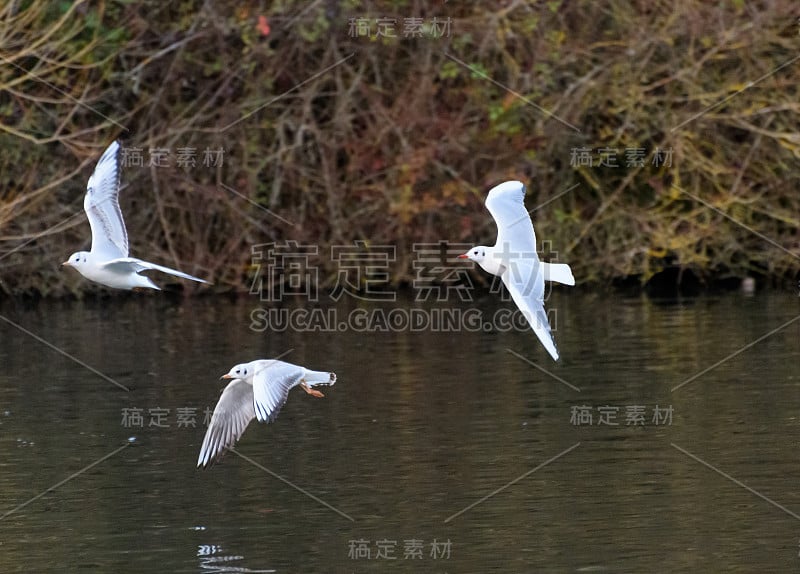 三只黑头海鸥飞过丁顿牧场的黑天鹅湖