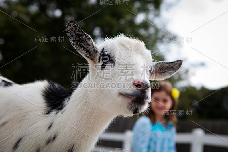 小山羊