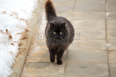 黑猫在街上