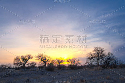 森林雾