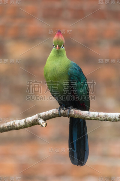 费舍尔的土拉科(Tauraco fischeri)在上面栖息