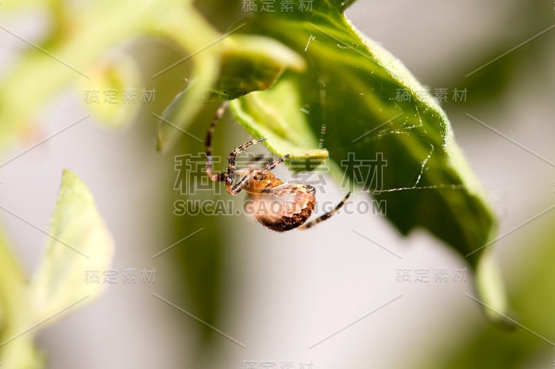 花园里的叶子上的蜘蛛