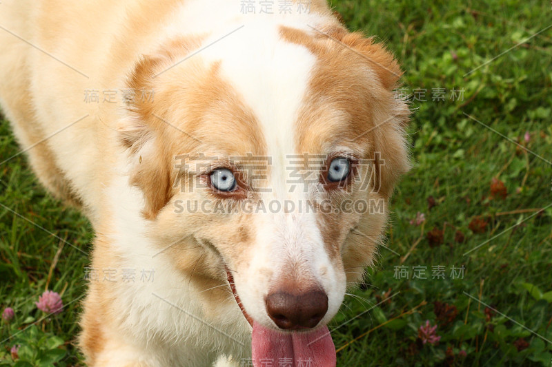 澳大利亚牧羊犬