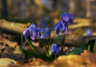 雪花莲棕色塑料