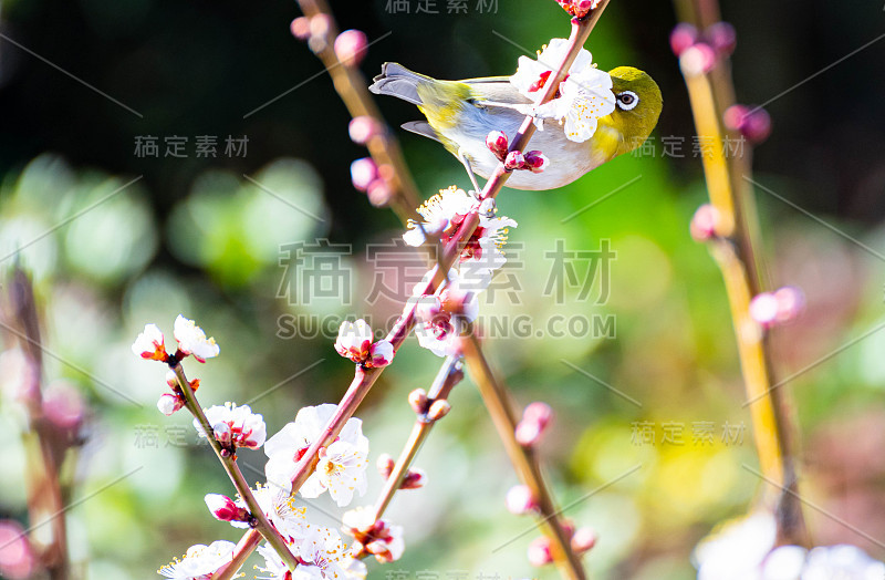 梅花花鸟。日本春色