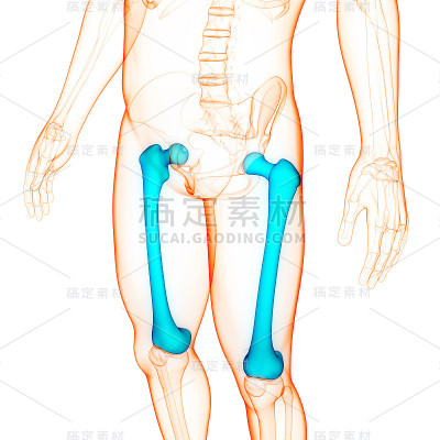 人体骨骼系统、股骨、关节解剖学