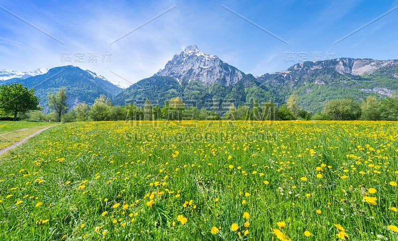 夏天。草地上的野花。背景是群山。瑞士的草地。