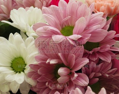 漂亮明亮的特写粉色雏菊花捧花