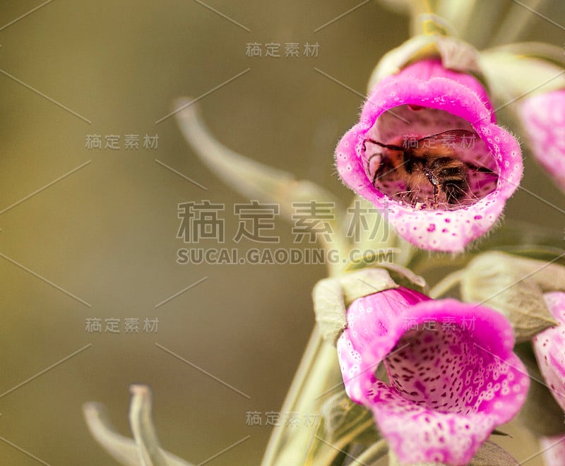 在毛地黄中授粉的蜜蜂