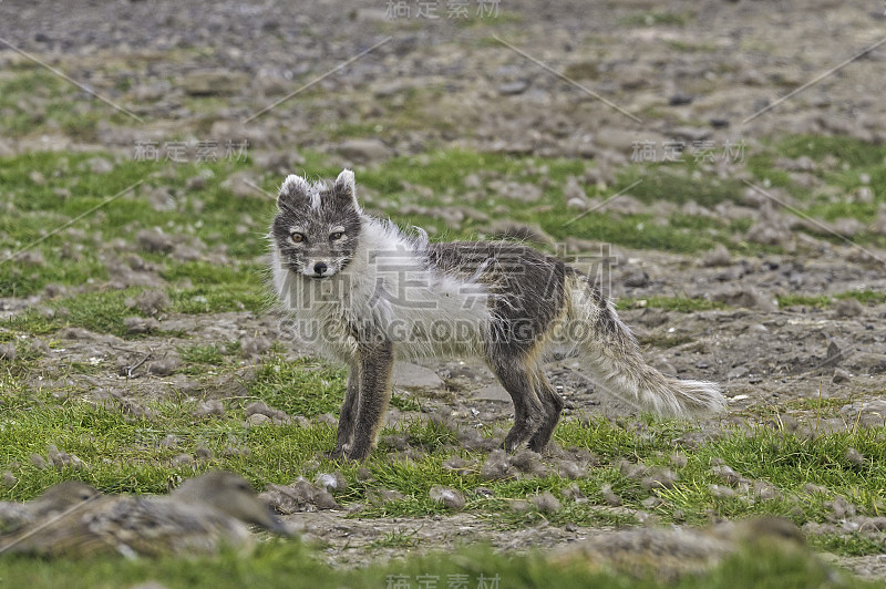 北极狐(Vulpes lagopus)，也被称为白狐、极地狐或雪狐，是一种原产于北半球北极地区的小狐