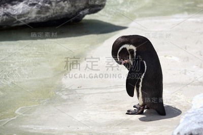 悲伤的企鹅