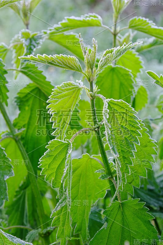 小荨麻白霜