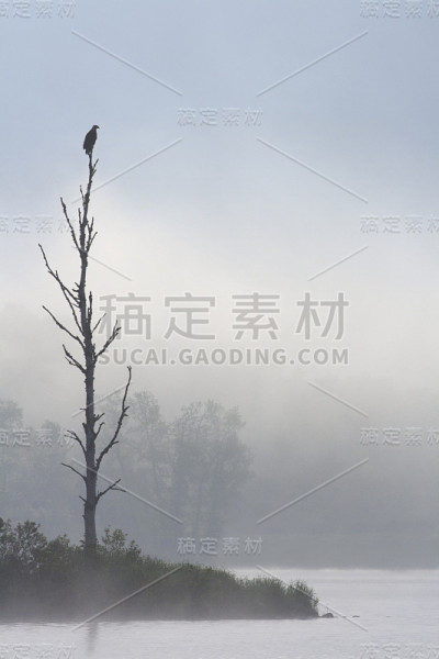 金雕在栖木上