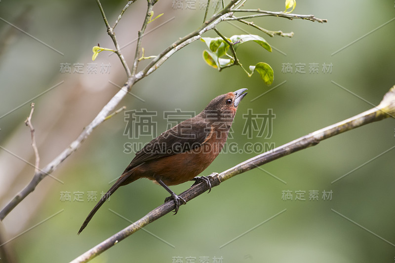 女性蒙面深红唐纳