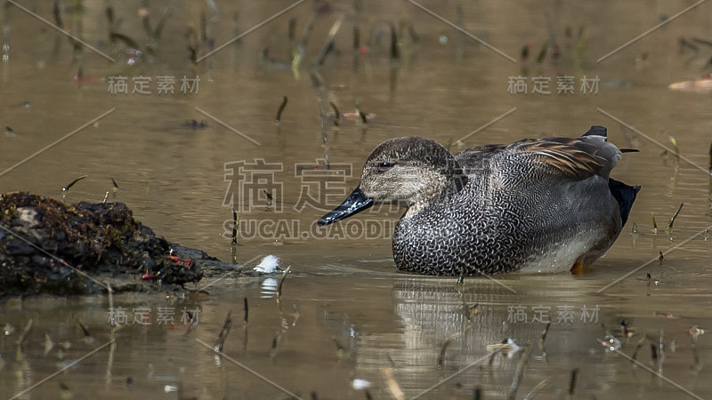 弗吉尼亚州亨特利草地公园的Gadwall Duck