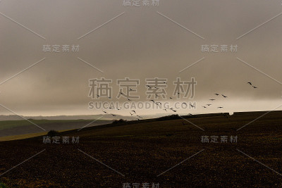 一群乌鸦在大雨中逃离田野