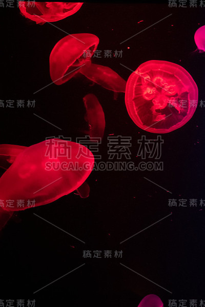 迪拜水族馆的水母
