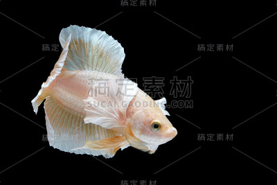 黑色背景上好斗的鱼。