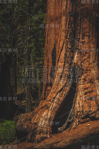 巨杉树