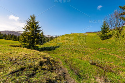在森林地区沿着草坡的小路