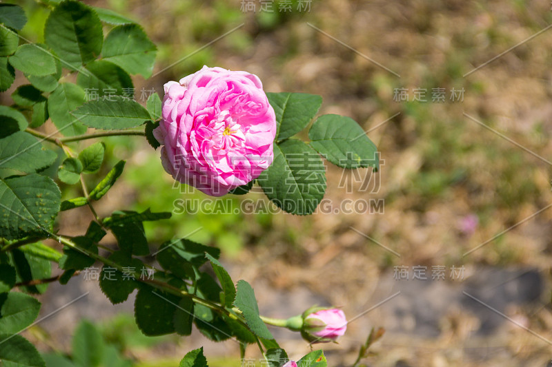 花园里一丛粉红色的玫瑰