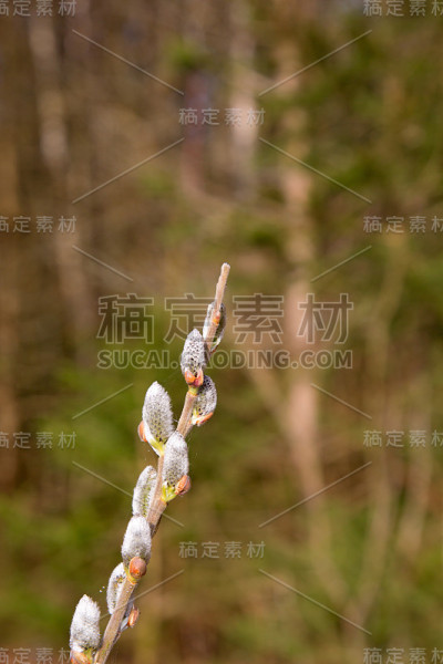 春絮在森林的树枝上发芽