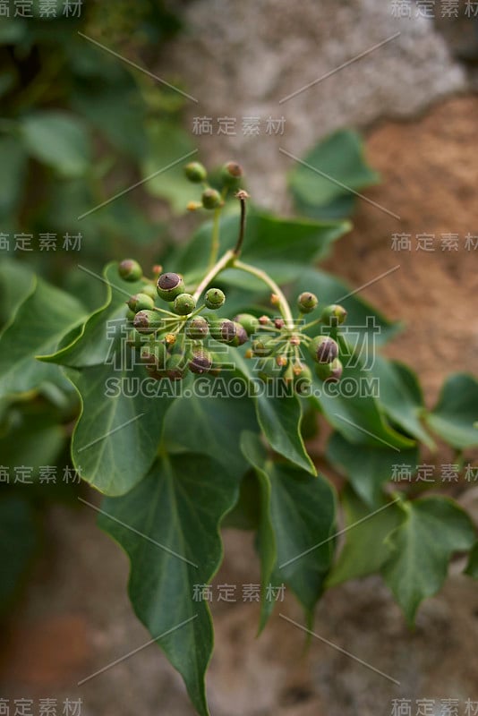 Hedera helix