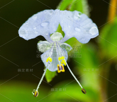 来自雨林的Commelina Benghalenis