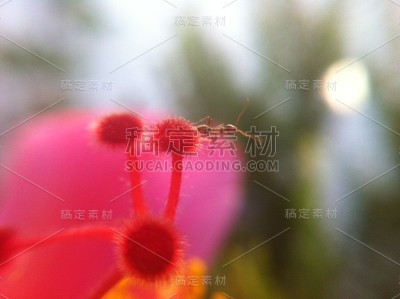 花自然叶色