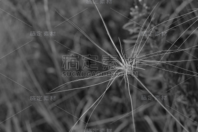 Whispy杂草